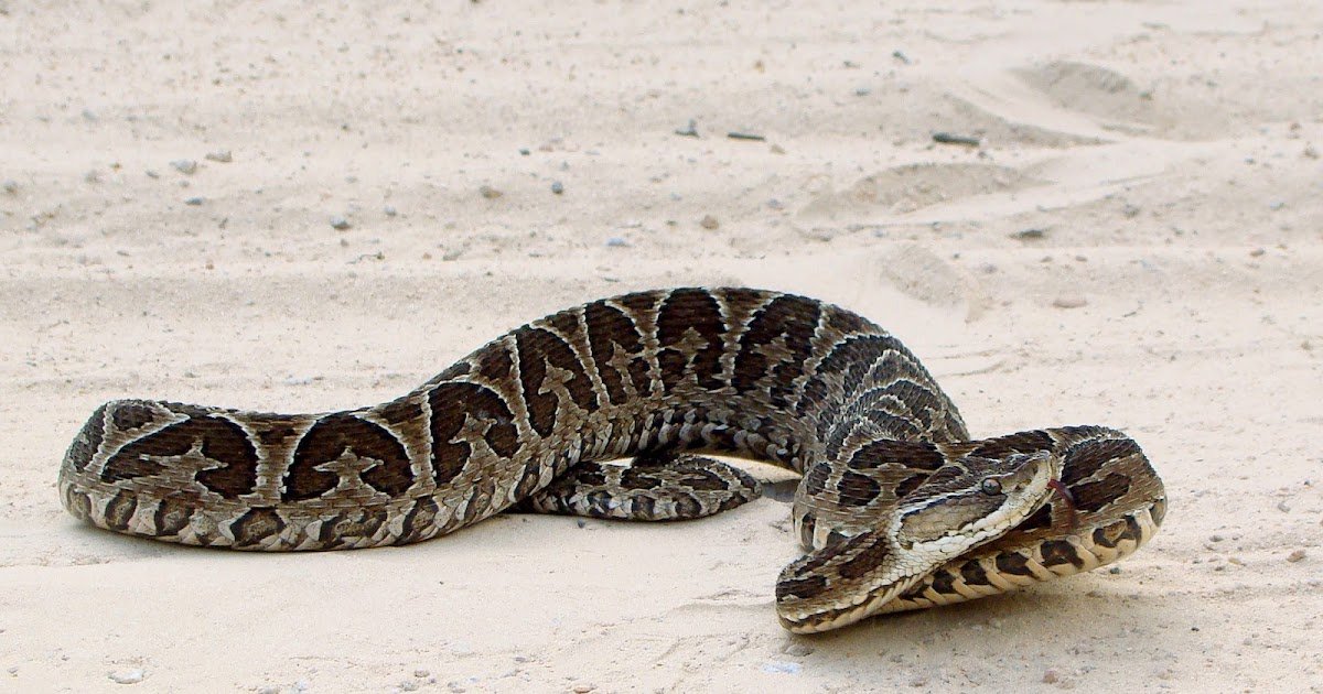 Bothrops alternatus in brazil.jpg