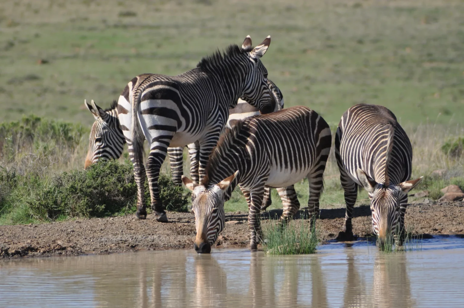 Mountain zebras 2014 1 scaled.webp.webp