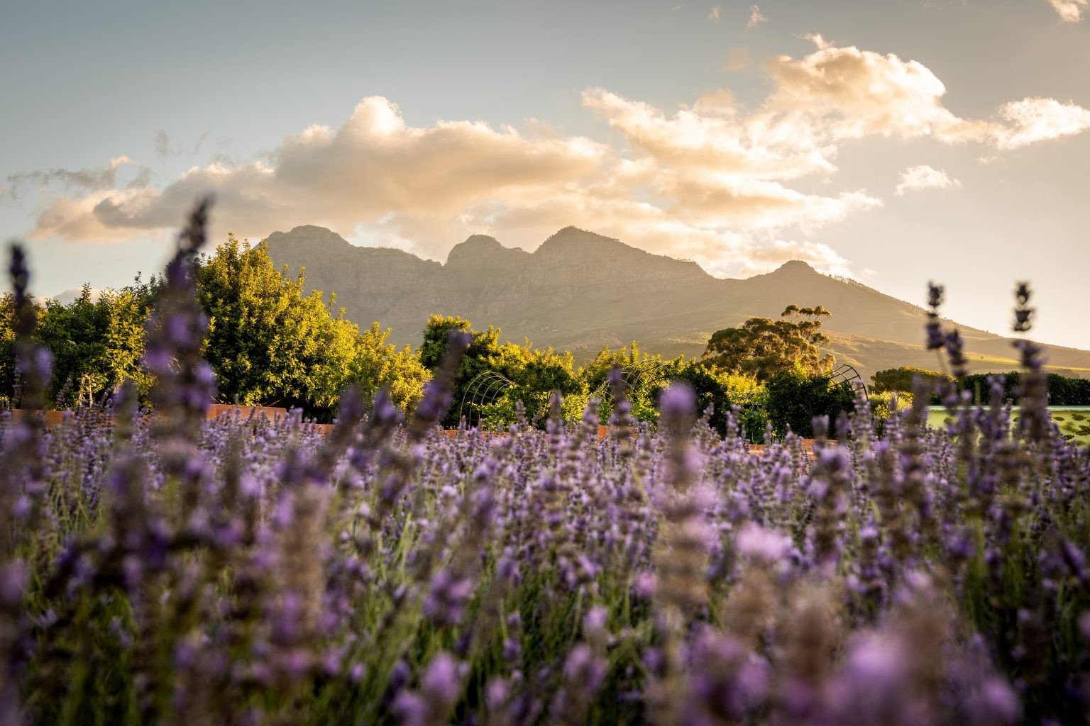 Babylonstoren main image .jpg