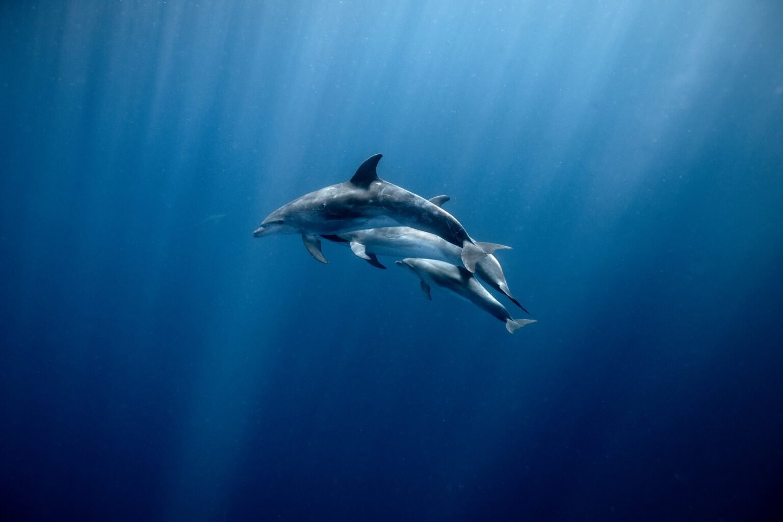 E6f9e19e gp0su3vmi pressmedia 2500px.jpg