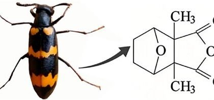 Fphar 16 1644186 g001.jpg