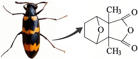 Fphar 16 1644186 g001.jpg