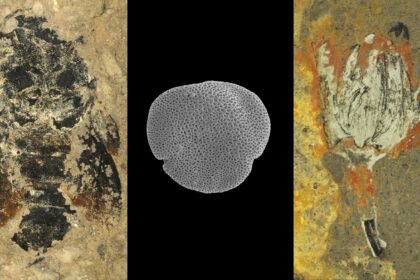 100625 tb earlybeefossils feat rev1.jpg