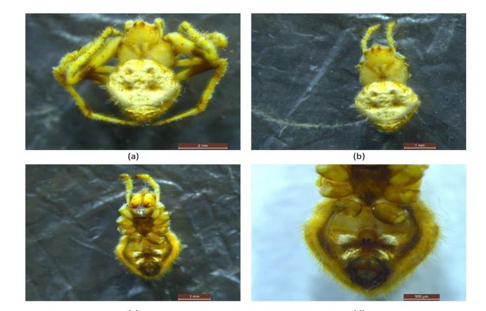 18783 panigrahi et al.jpeg