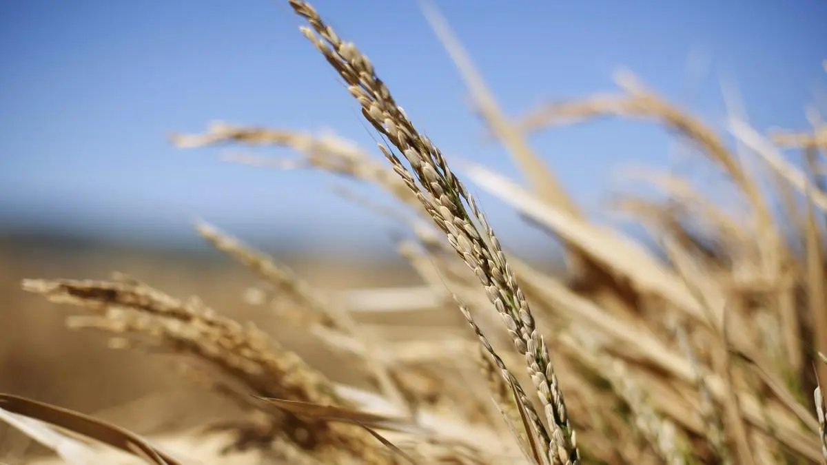 2013 11 15t101957z 655131647 gm1e9bf1et801 rtrmadp 3 agritech israel.jpg