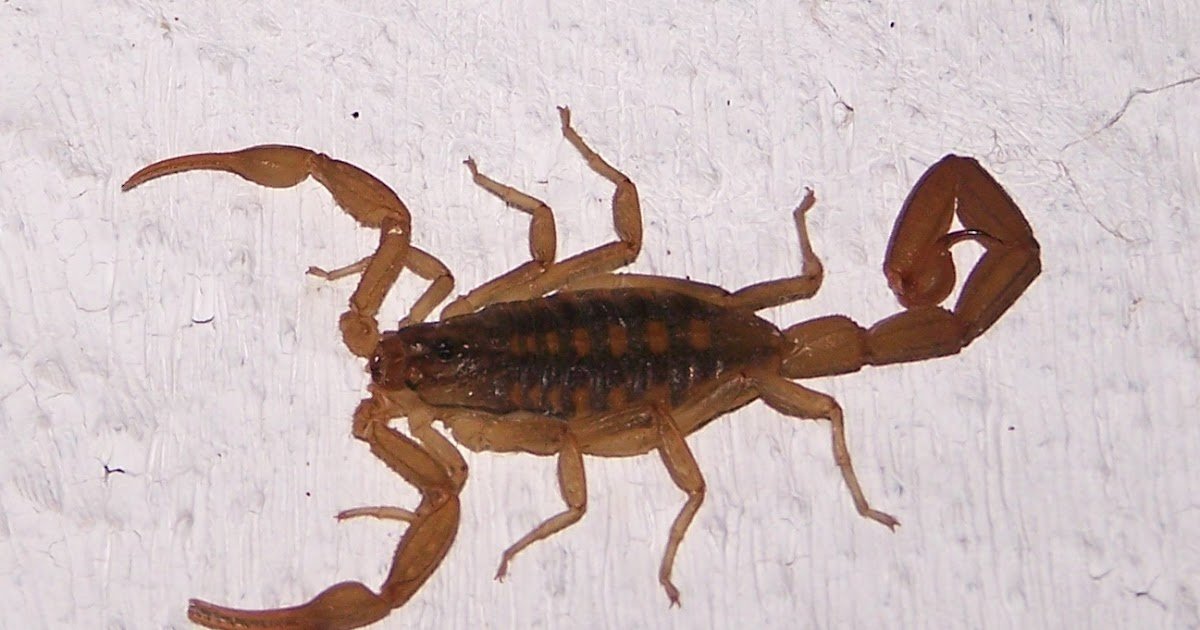 Centruroides suffusus.jpg