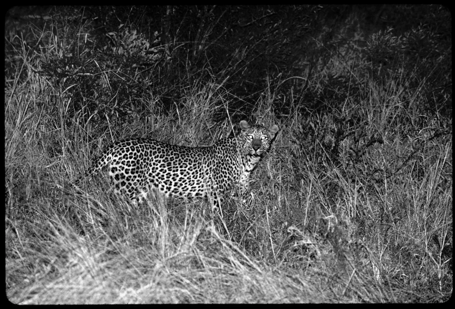 Leopard at night kruger national park south africa 2001 1.webp.webp