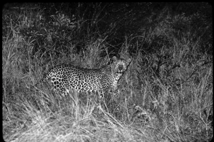 Leopard at night kruger national park south africa 2001 1.webp.webp