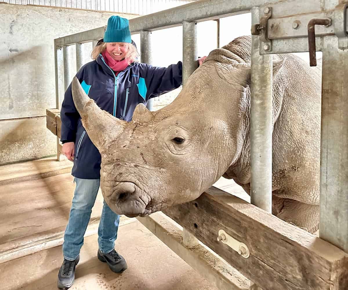 Meeting a southern white rhino at the cotswolds willife park.jpg