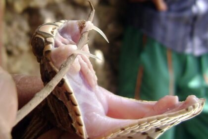 Russells viper fangs 3972411624.jpg