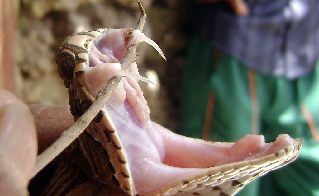 Russells viper fangs 3972411624.jpg