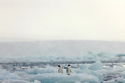 Antarctic peninsula penguins.jpeg