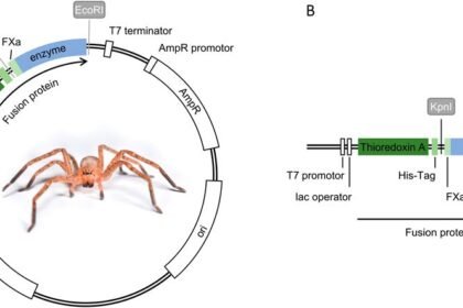 Fbioe 13 1668774 g001.jpg