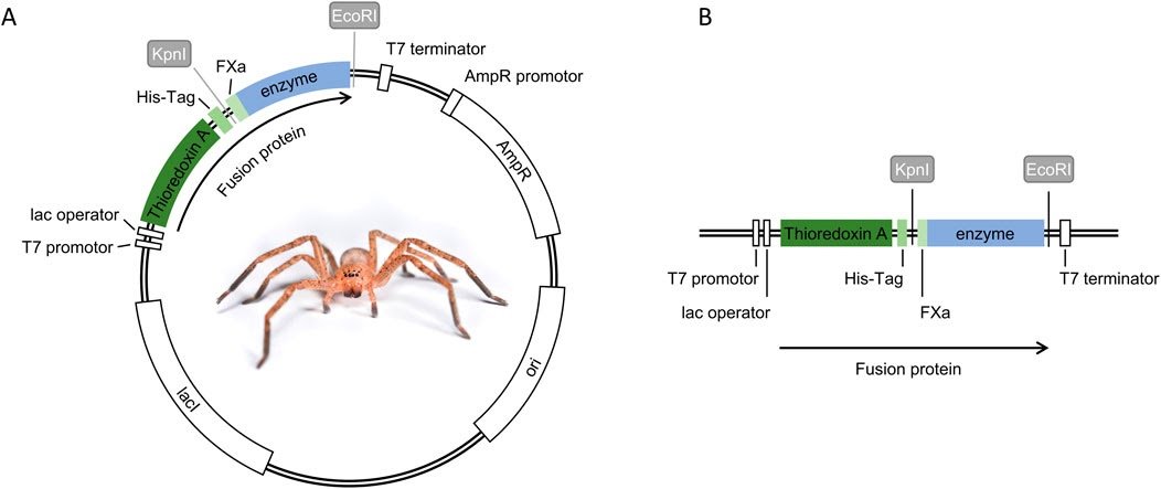 Fbioe 13 1668774 g001.jpg