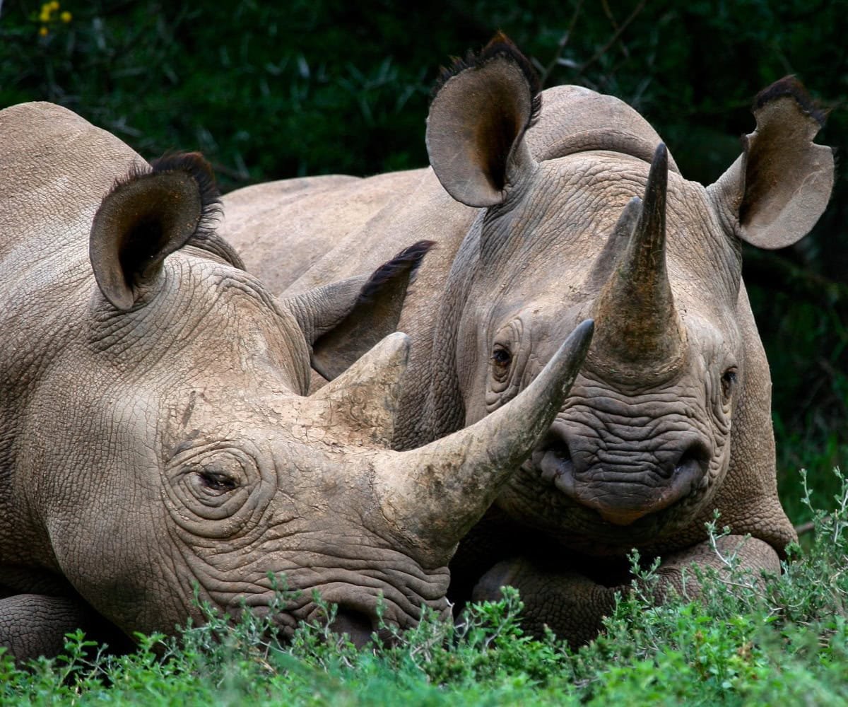 Founders lodge by mantis rhinos 1.jpg