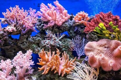Reef coral.jpg