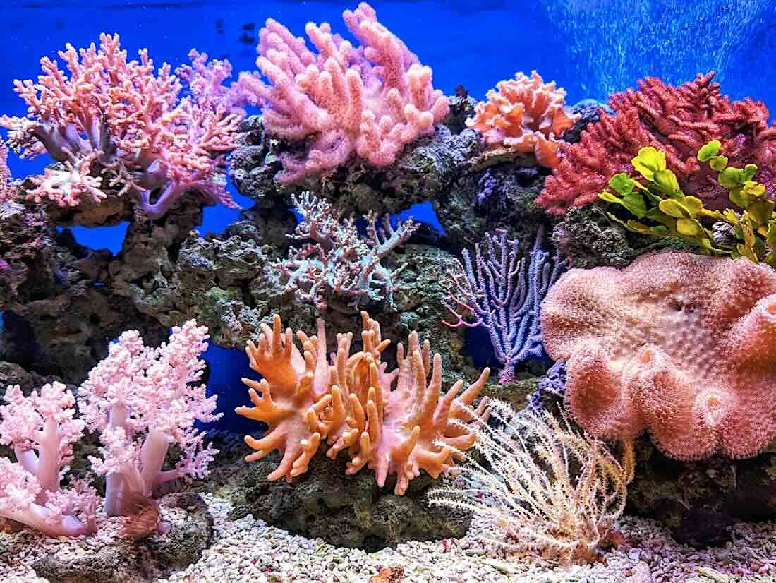 Reef coral.jpg