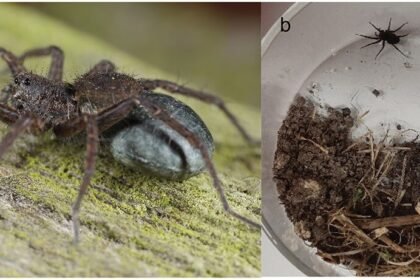 Tizo a 2562906 f0001 oc.jpg