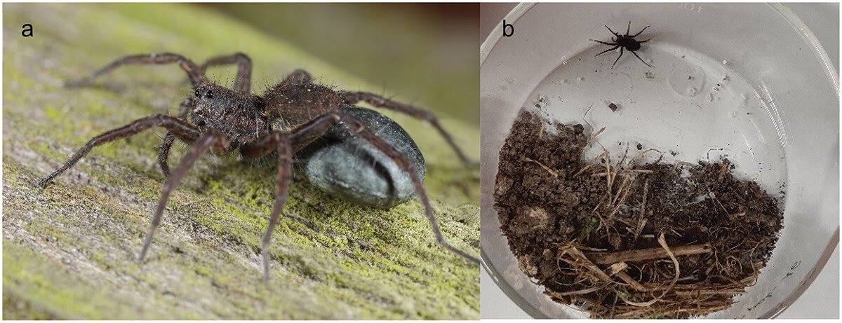 Tizo a 2562906 f0001 oc.jpg