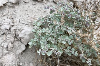 110625 sp deathvalley main.jpg