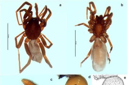 1763047043 capture.jpg