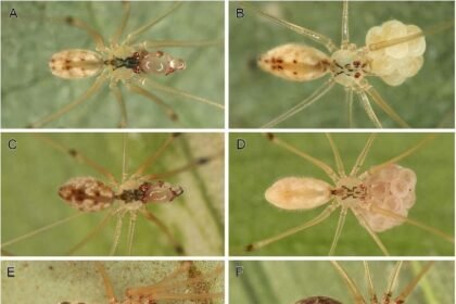 1763912994 Capture.JPG