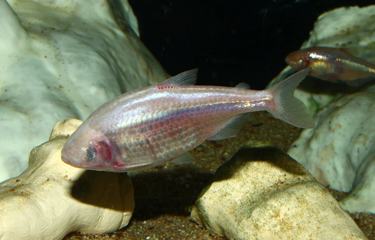 Blind Cave Fish.jpg