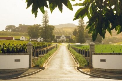 Food Wine Wineries Klein Constantia Hillary Fox 1024x601.jpeg