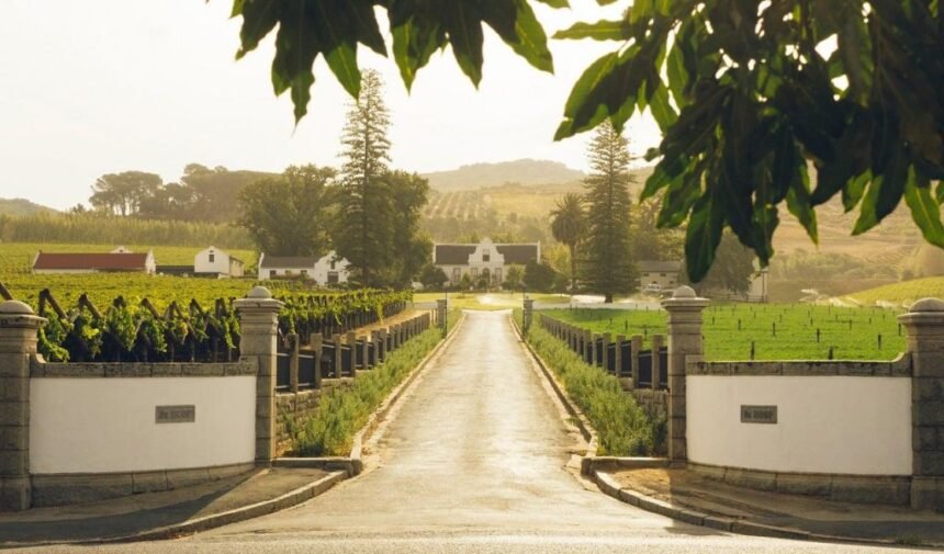 Food Wine Wineries Klein Constantia Hillary Fox 1024x601.jpeg