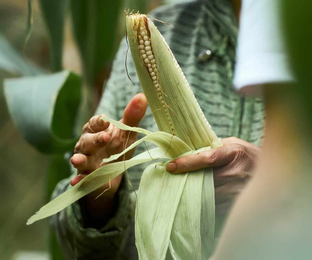 Tales Farm corn.jpg