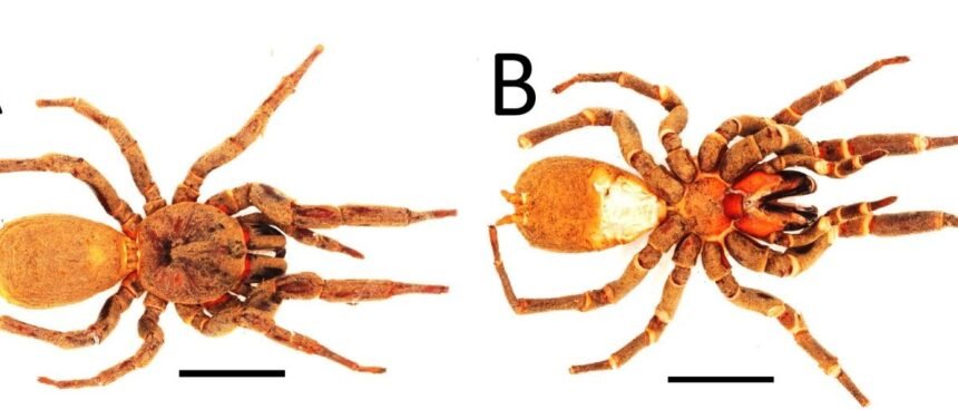 1766383180 Capture.JPG