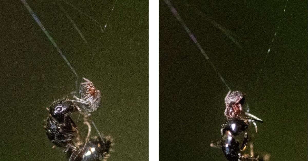 1766815898 Capture.JPG