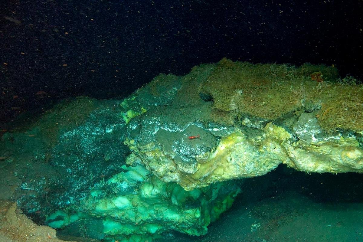 Deep sea seep.jpg