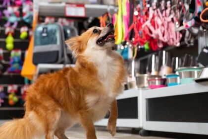 How to start a pet store.jpg