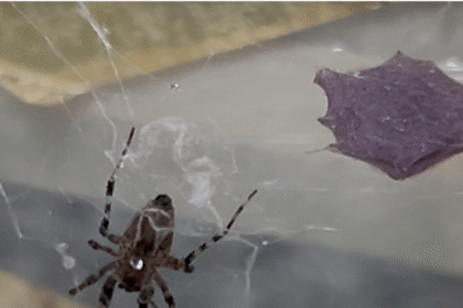 Ijms 27 00186 g001.png