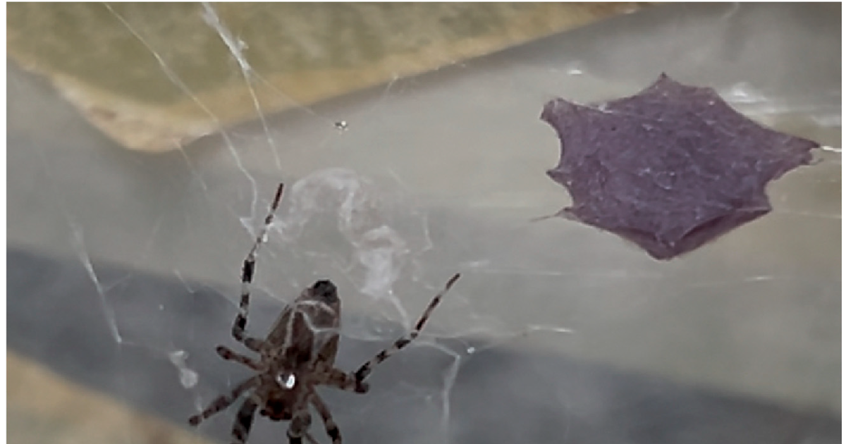 Ijms 27 00186 g001.png