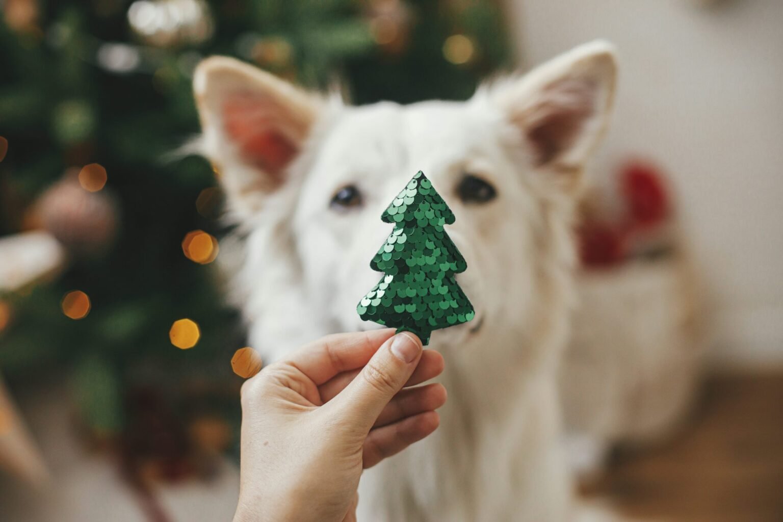 Spend20time20with20your20dog20this20christmas.jpg