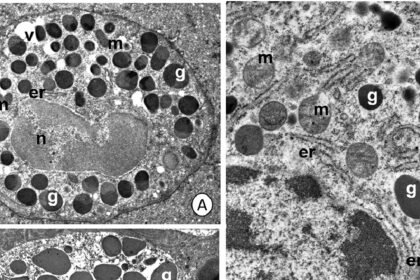 Tizo a 2598084 f0002 b.jpg