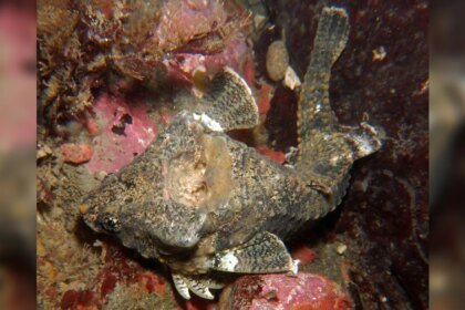 010625 JB hollow fish head feat.jpg