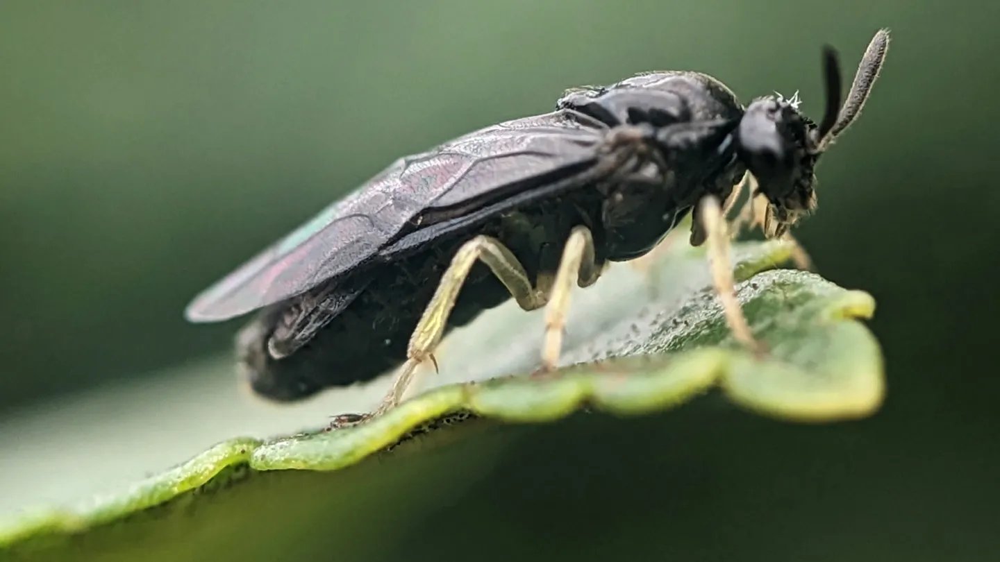 121725 UE sawfly main.jpg