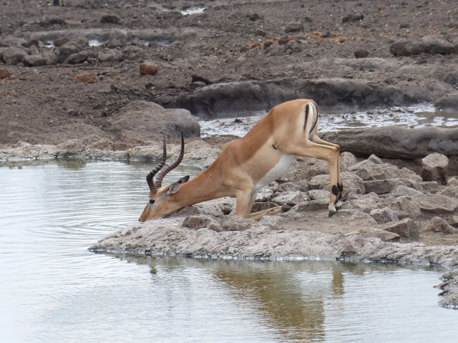 6 Impalas Impalas everywhere 36259143103 1 scaled.webp.webp