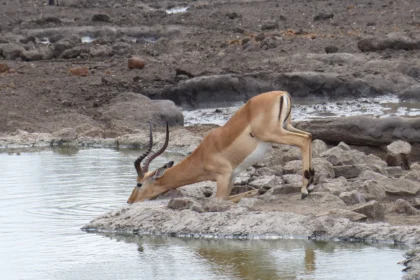 6 Impalas Impalas everywhere 36259143103 1 scaled.webp.webp