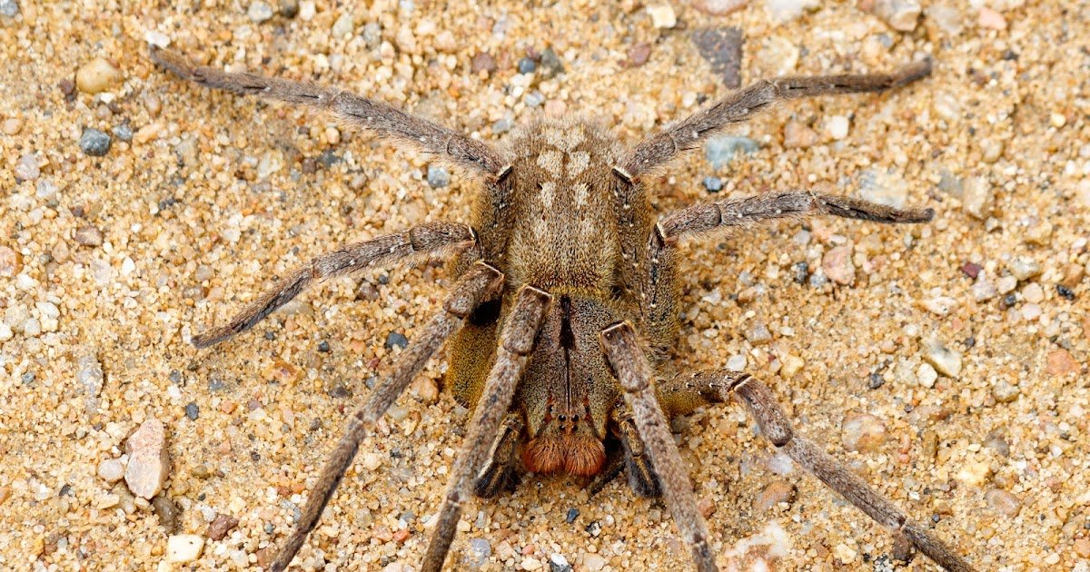 Aranha armadeiraPhoneutria nigriventer por Rodrigo Tetsuo Argenton 4.jpg