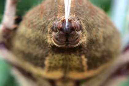 Australian garden orb weaver spider spinneret.jpg