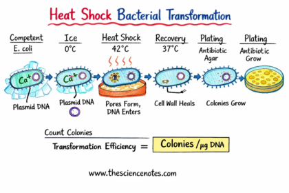 Bacterial Transformation.png