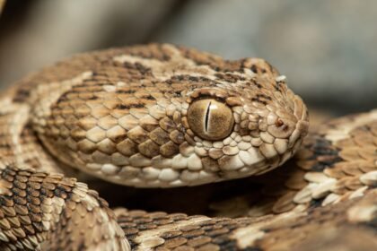 Echis carinatus sochureki 2 Shreeram M V Tal Chhapar Rajasthan India.jpg