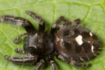 Kaldari Phidippus audax 02201.jpg