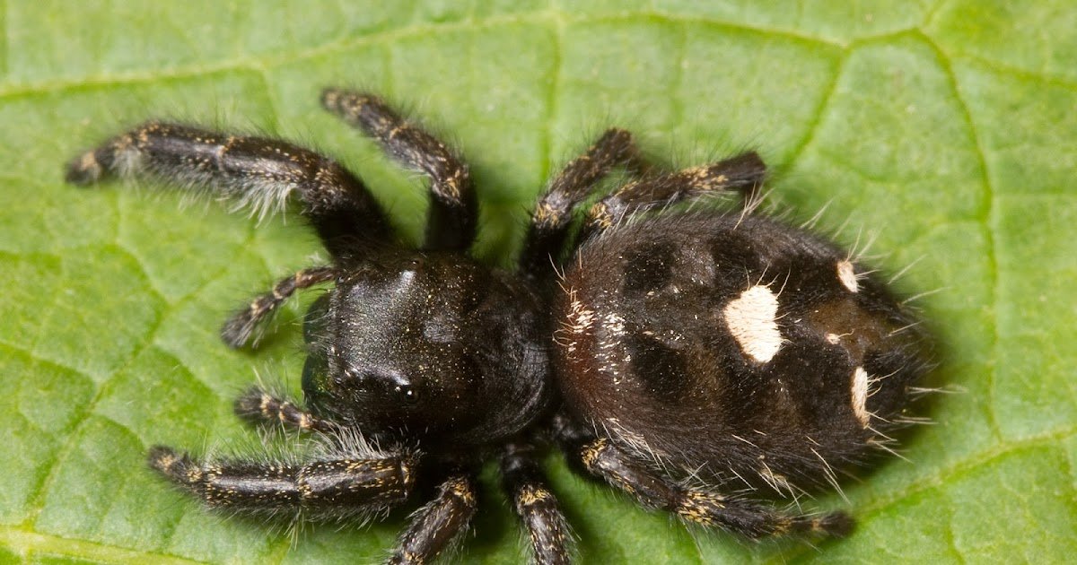 Kaldari Phidippus audax 02201.jpg