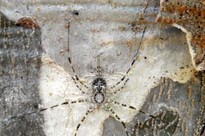 Neotama mexicana.jpg