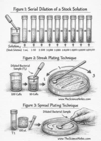Serial Dilution and Plating Techniques for Microbial Enumeration and Isolation 200x300.png